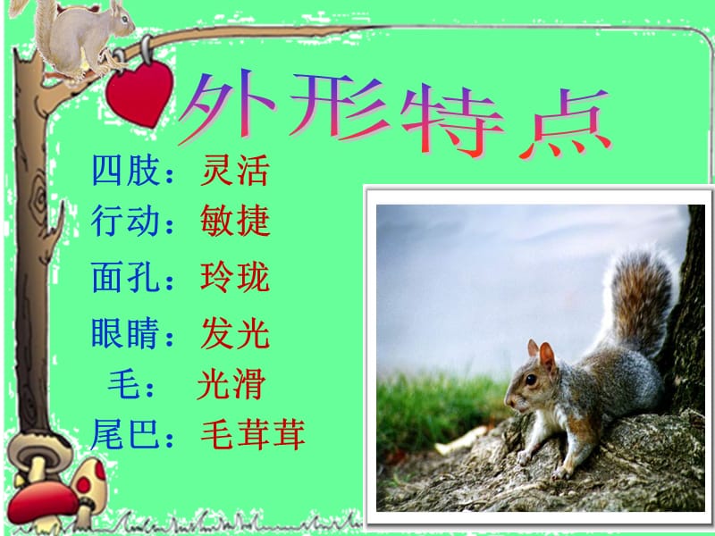 北师大版语文三下《松鼠》ppt课件2.ppt
