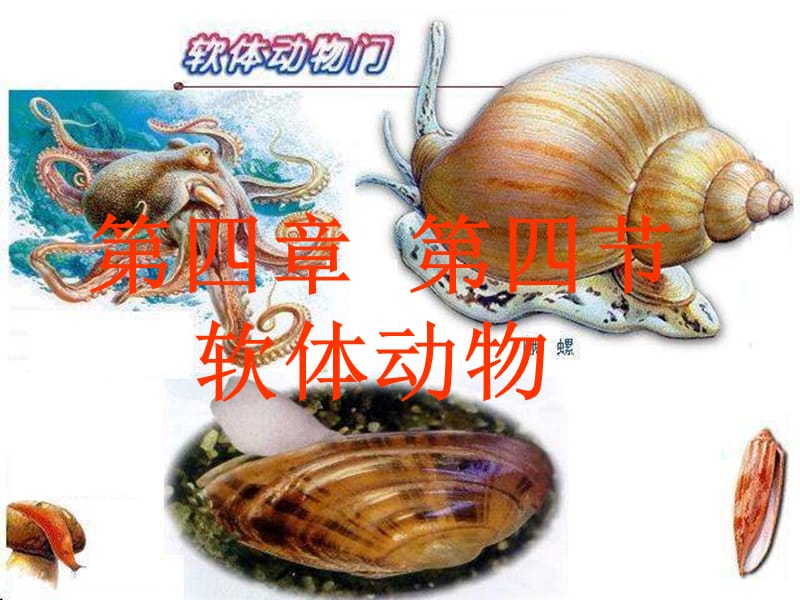 冀教版七上第四节《软体动物》课件4.ppt