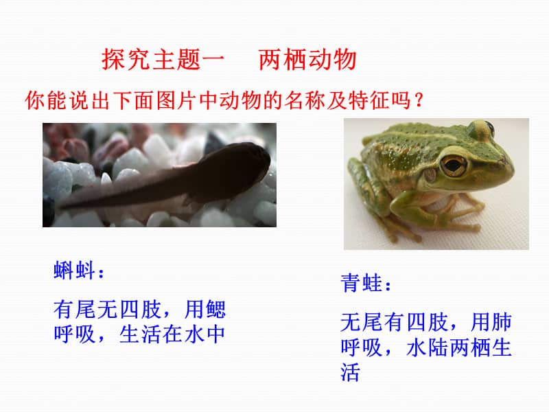 1.5《两栖动物和爬行动物》ppt课件1.ppt