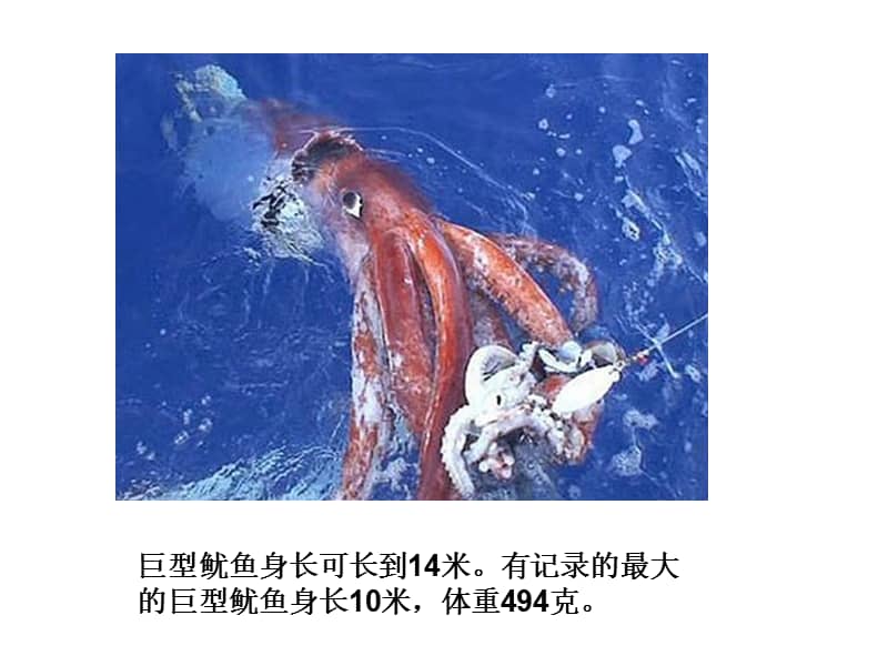 新概念青少版2bunit30agiantsquidppt课件共19页ppt