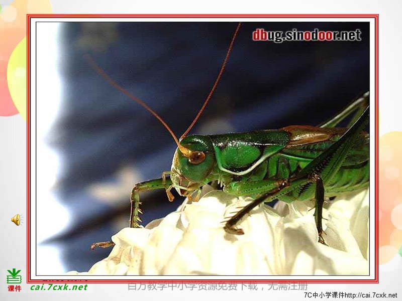 鲁教版语文六年级下册第27课绿色蝈蝈课件3ppt