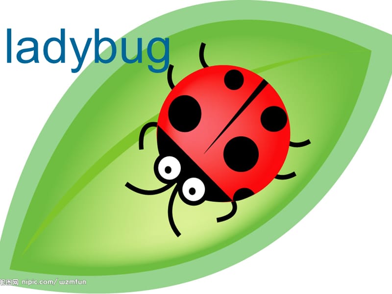 川教版英语五上lesson6whatsaninsect课件2ppt