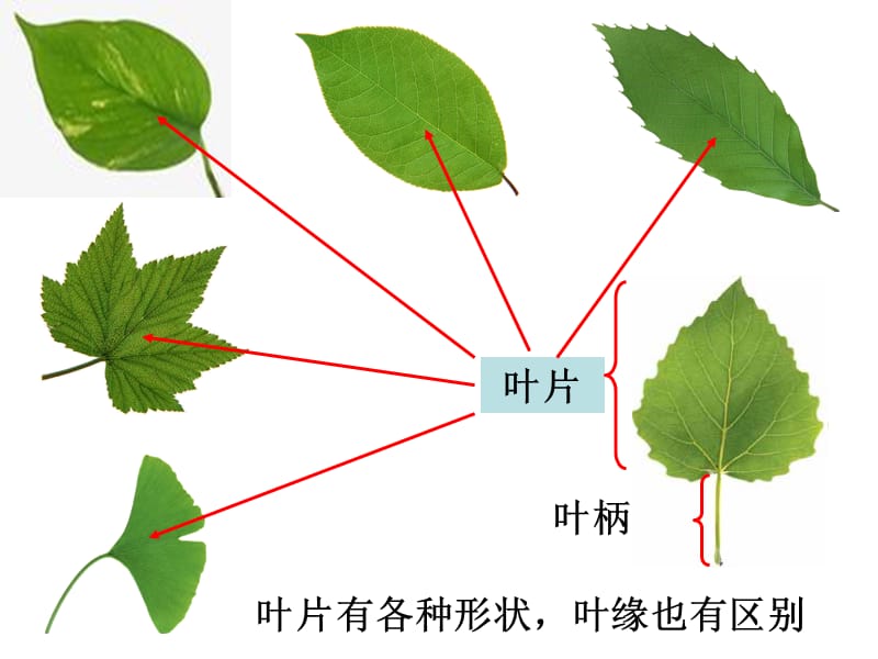 教科版科学三上15植物的叶ppt课件4ppt