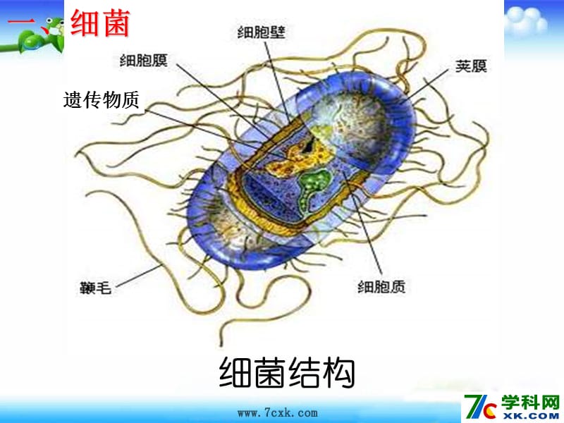 浙教版科学七年级下册16细菌和真菌的繁殖课件5ppt