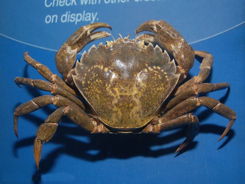 花城版音乐二上第10课螃蟹歌ppt课件1ppt