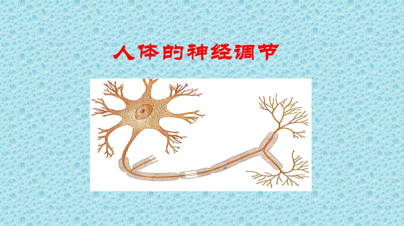 苏教版生物七年级下册122人体的神经调节课件2ppt