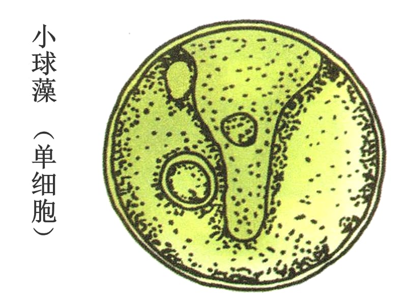 苏科版生物七年级下册102水中的藻类植物课件2ppt