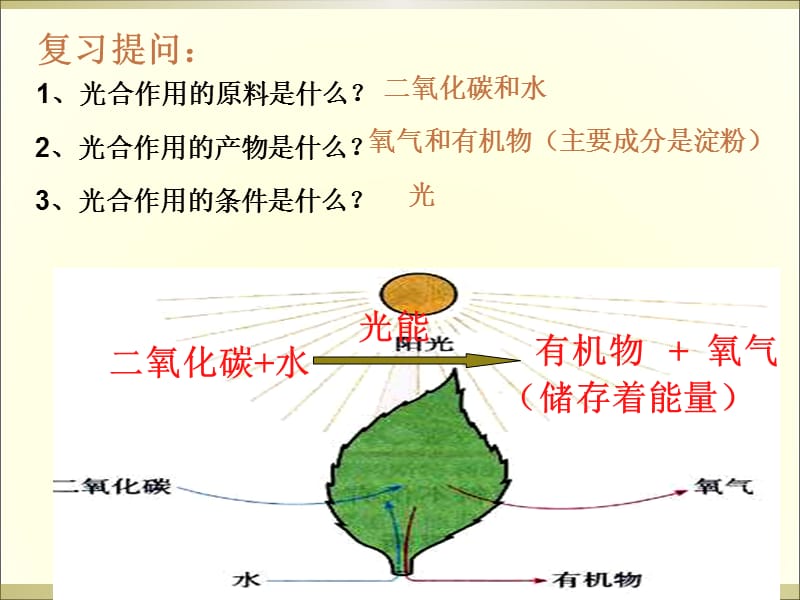 冀教版八上第三节光合作用的场所课件3ppt