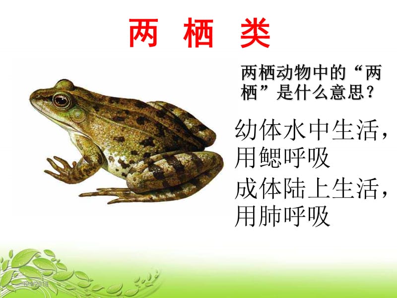 冀教版七上第七节两栖类和爬行类课件1ppt