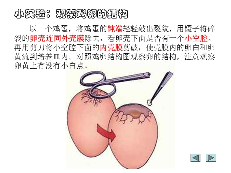 鲁科版生物八年级下册813鸟的生殖和发育课件3ppt