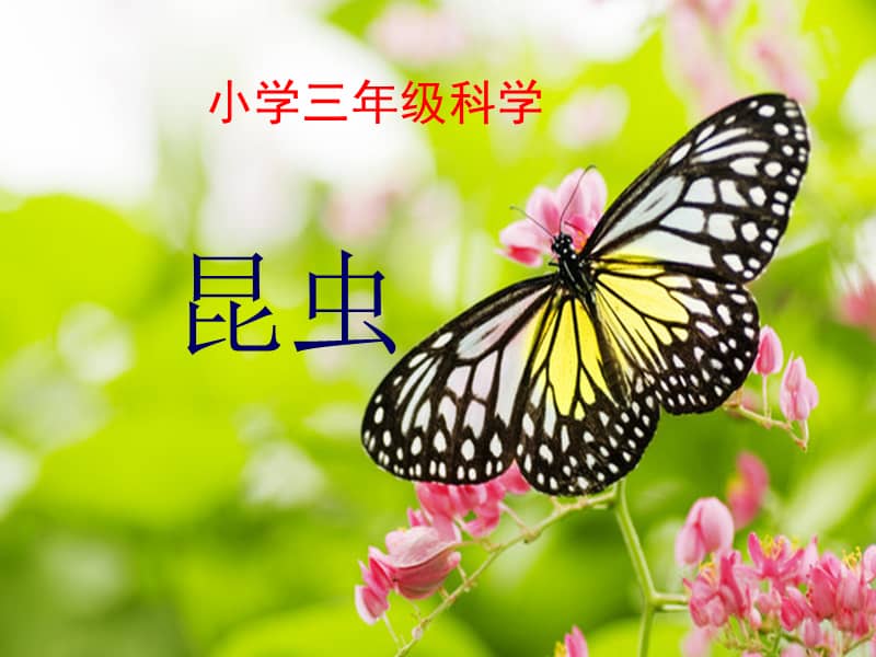 湘科版科学三年级下册34昆虫ppt课件共20页ppt