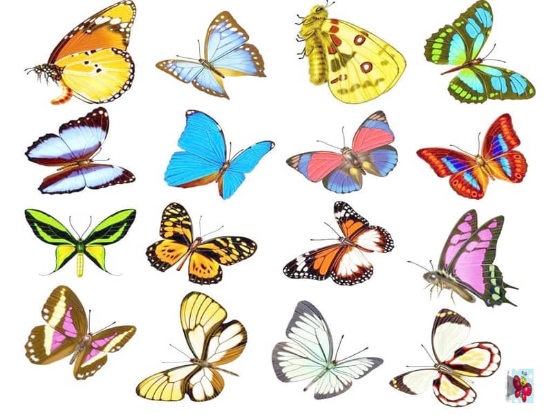 冀美版美术一年级上册蝴蝶飞呀飞ppt课件共14页pptx