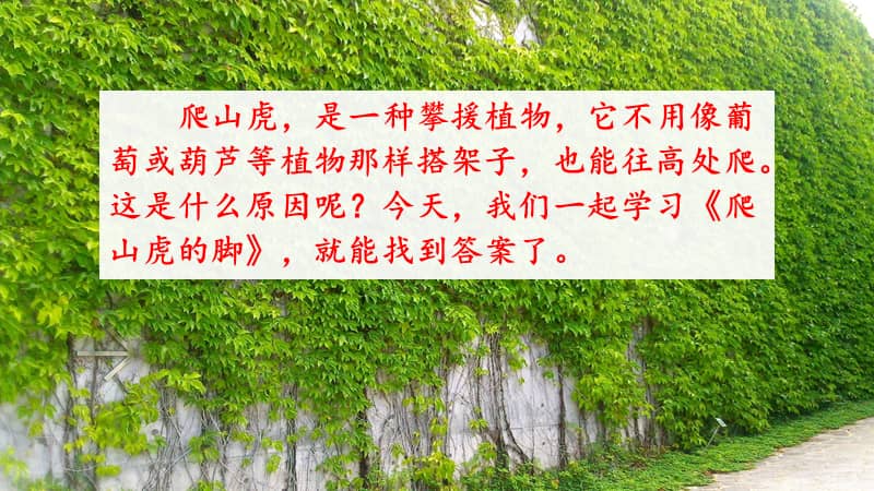 部编人教版四年级上册语文10爬山虎的脚ppt课件pptx