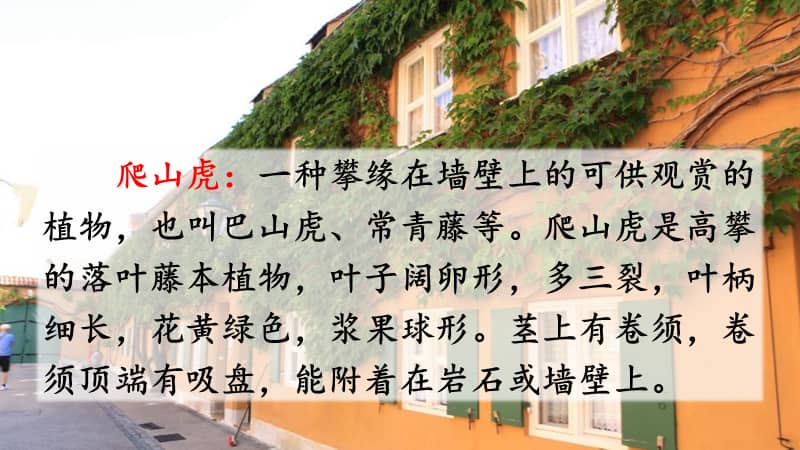 部编人教版四年级上册语文《10 爬山虎的脚【2】》ppt课件.ppt