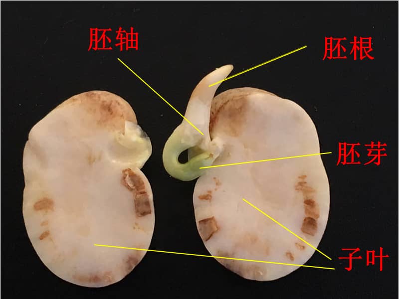 首师大科学三下13种子的构造优质课ppt课件ppt