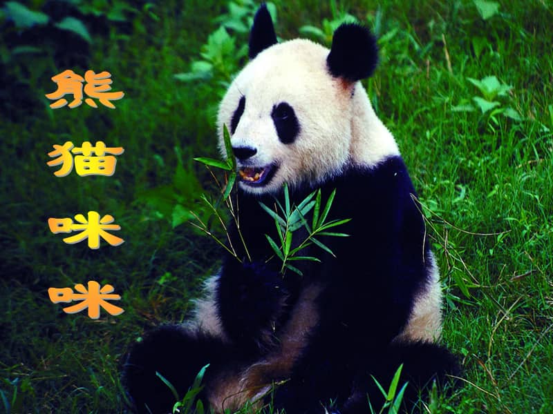 教科版艺术一下61熊猫咪咪ppt课件1ppt