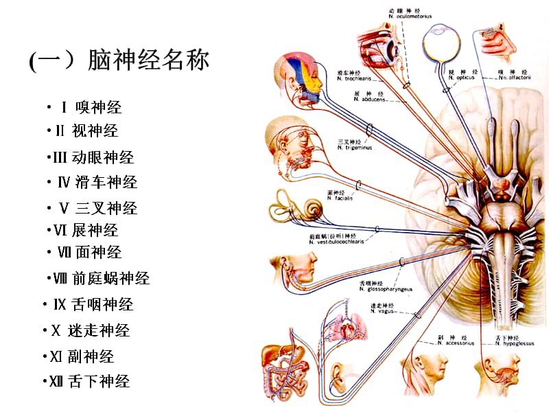 大学精品课件19脑神经ppt