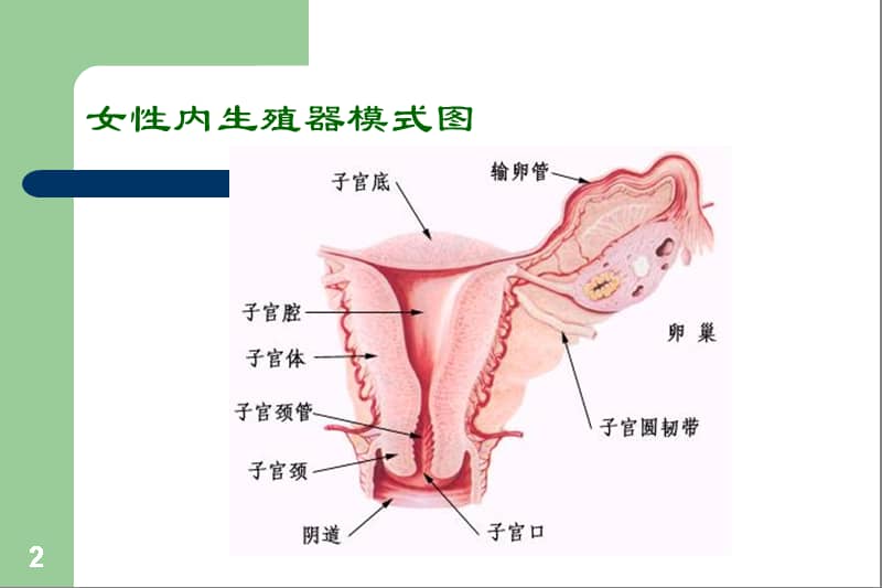 大学精品课件子宫腺肌病ppt