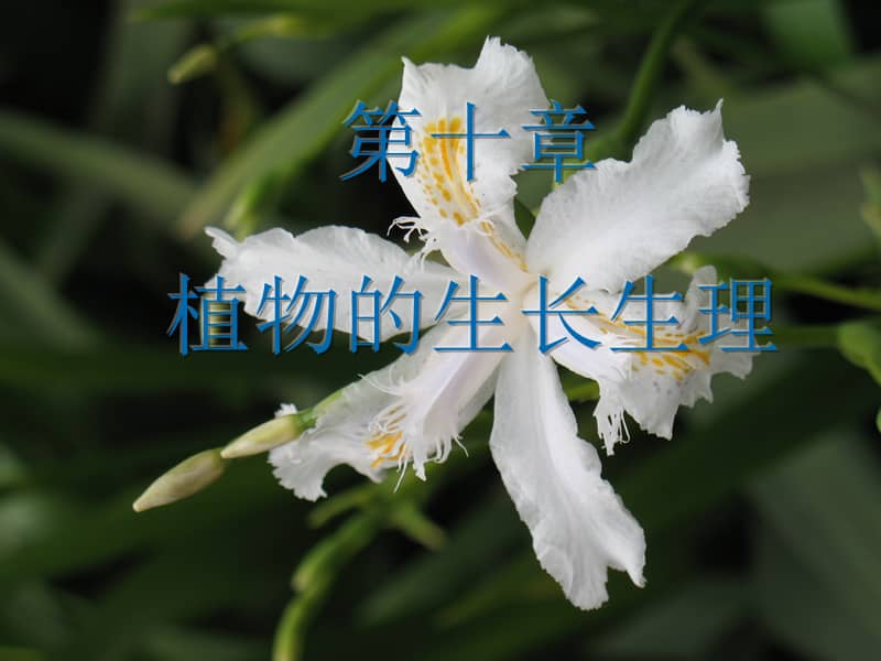 大学精品课件植物生理学10ppt