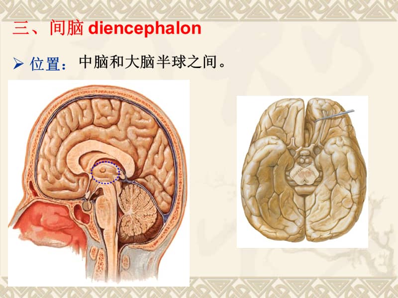 大学精品课件间脑端脑ppt