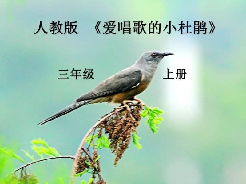 人教新课标音乐三年级上册《唱歌 爱唱歌的小杜鹃》ppt课件 (4).ppt