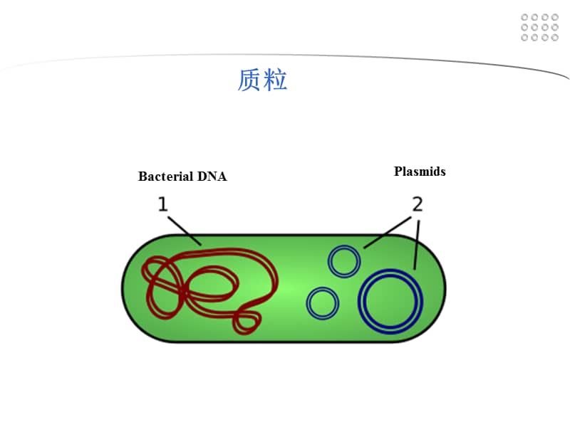医科大学精品课件质粒dna的提取和鉴定1ppt