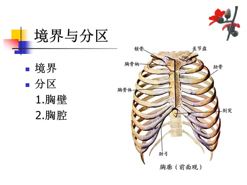 医科大学精品课件胸腹壁201404ppt