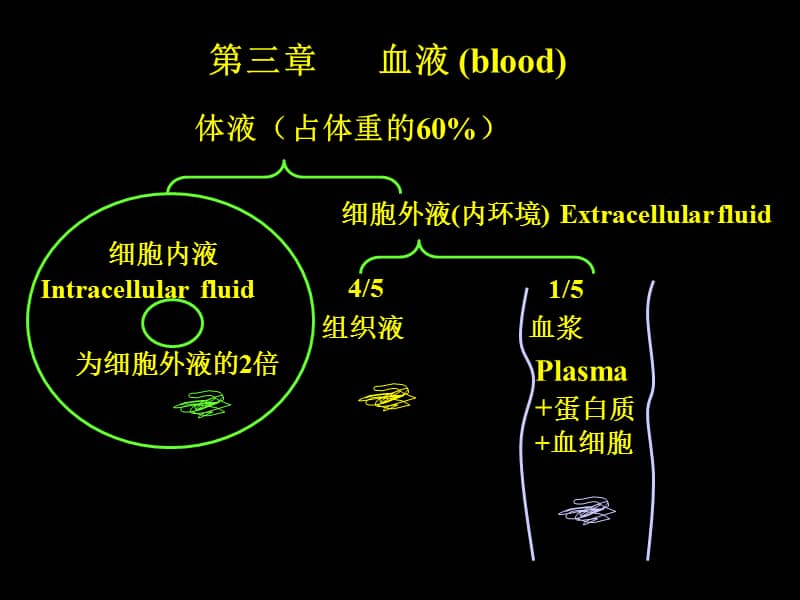 医科大学精品课件03血液ppt
