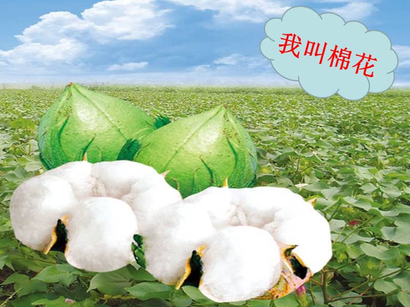 人教版部编一年级语文下册棉花姑娘ppt课件4pptx