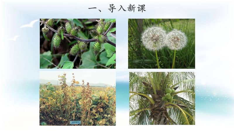 2020新青岛版六三制三年级下册科学14植物的分身术ppt课件pptx
