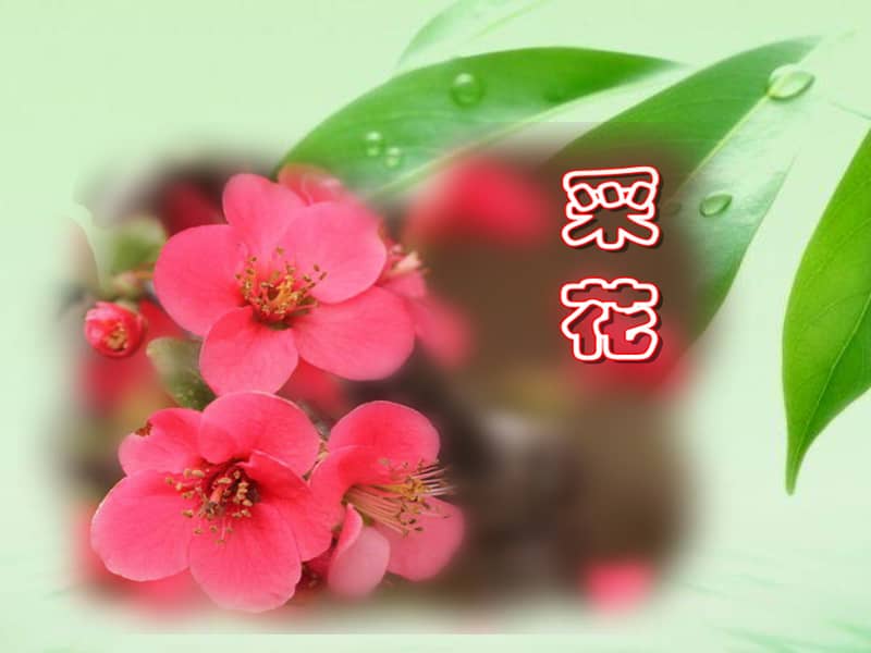 人教版音乐八年级上册采花ppt课件2ppt