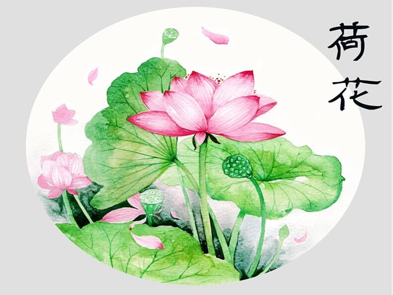 赣美版美术三年级下册第5课荷花美ppt课件8ppt