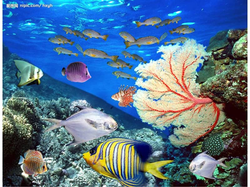 广西版四年级美术上册第2课我爱海洋ppt课件6pptx