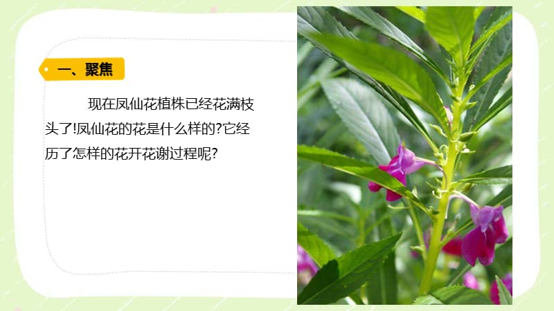 2021新教科版科学四年级下册第一单元5凤仙花开花了ppt课件pptx