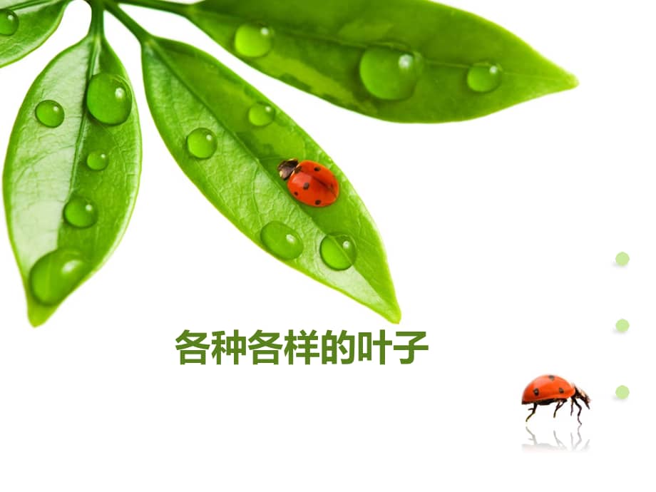 新城幼儿园各种各样的叶子02ppt课件pptx