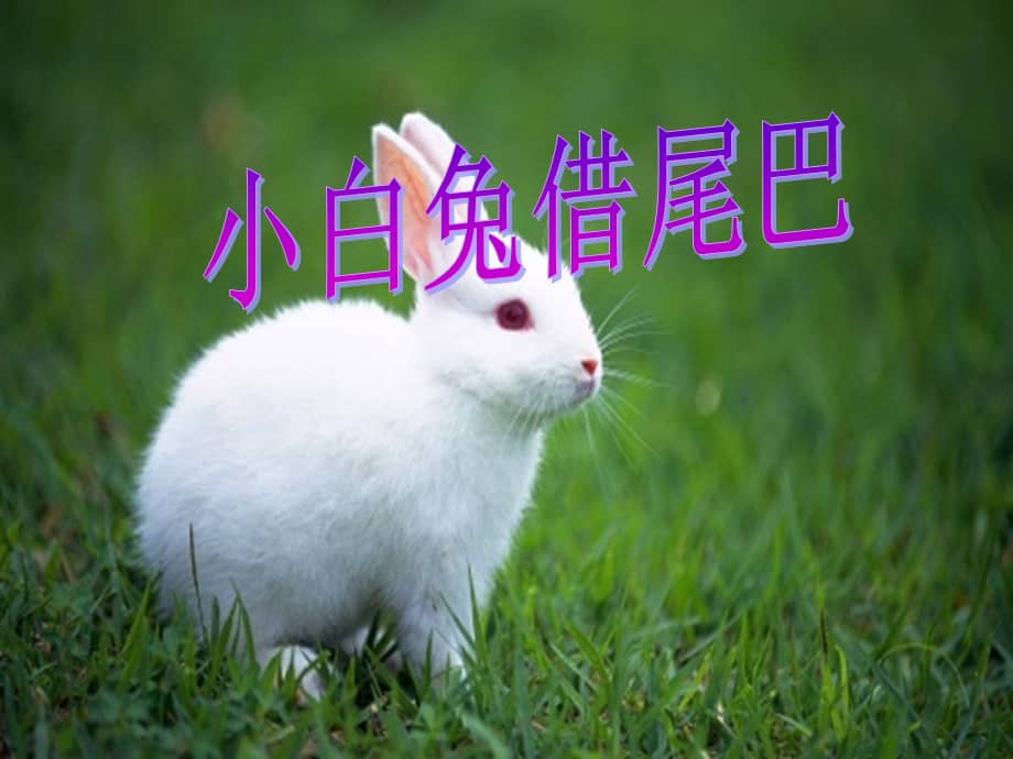 新城幼儿园《小白兔借尾巴 (2)》ppt课件.ppt_第1页