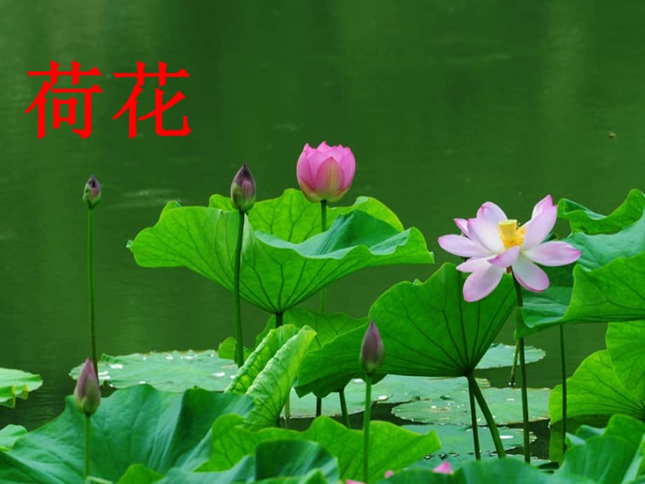 幼儿园中班科学荷花ppt课件pptx