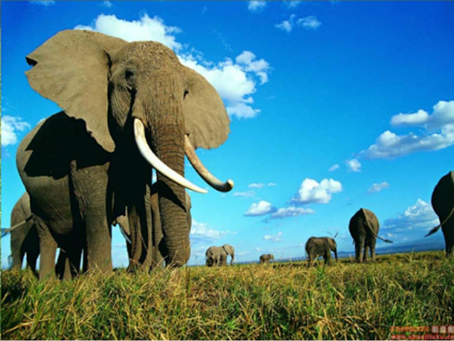 新城幼儿园小班语言《大象》ppt课件.pptx_第3页