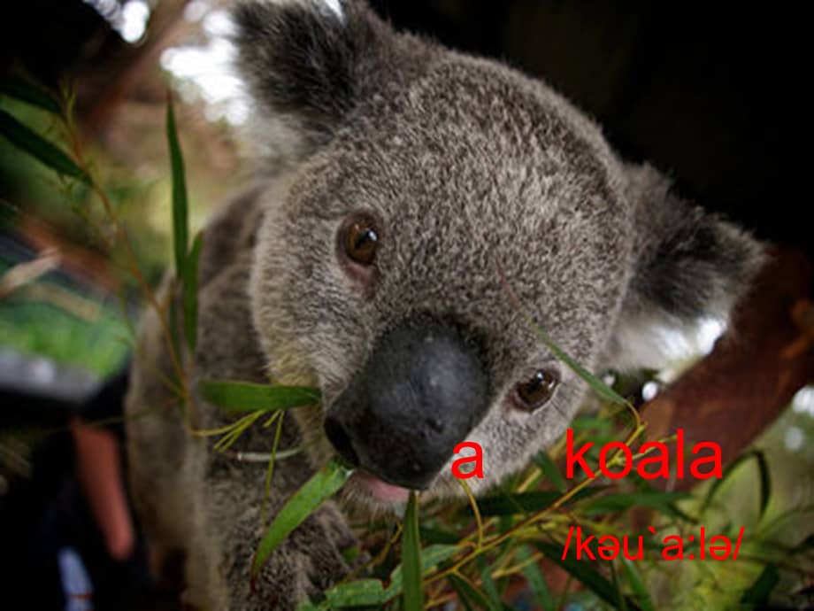 译林版六年级英语下册unit6aninterestingcountryppt课件1ppt