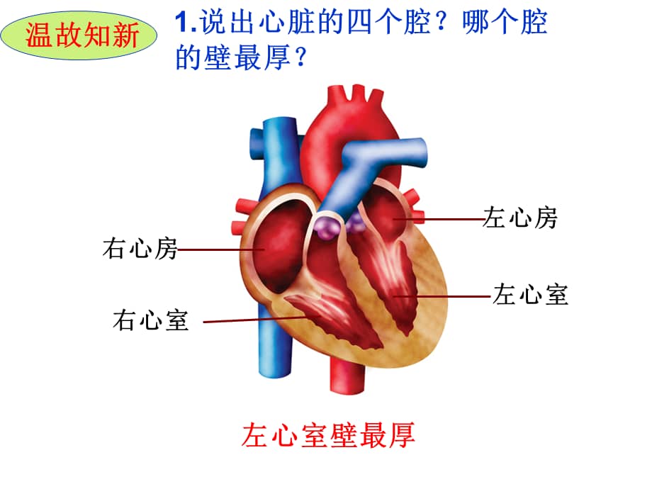 济南版生物七年级下册《第三节 物质运输的途径》ppt课件6.ppt