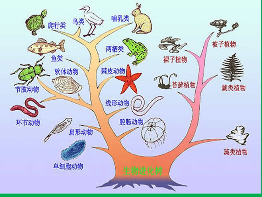济南版生物八年级下册第四节生物进化的原因ppt课件1ppt