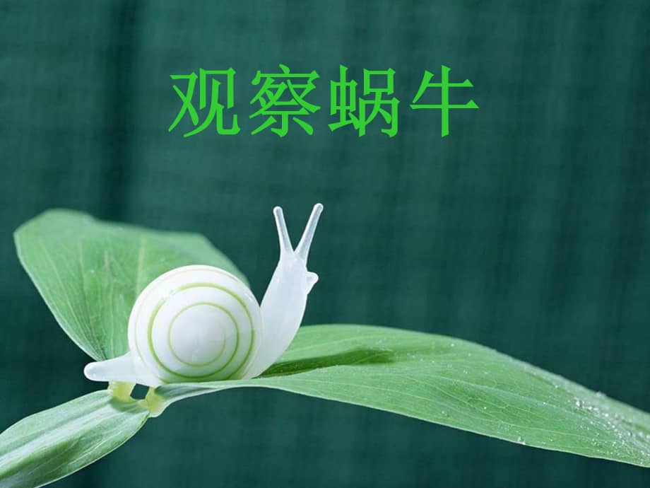 三年级下册综合实践活动课件观察蜗牛教科版15张ppt