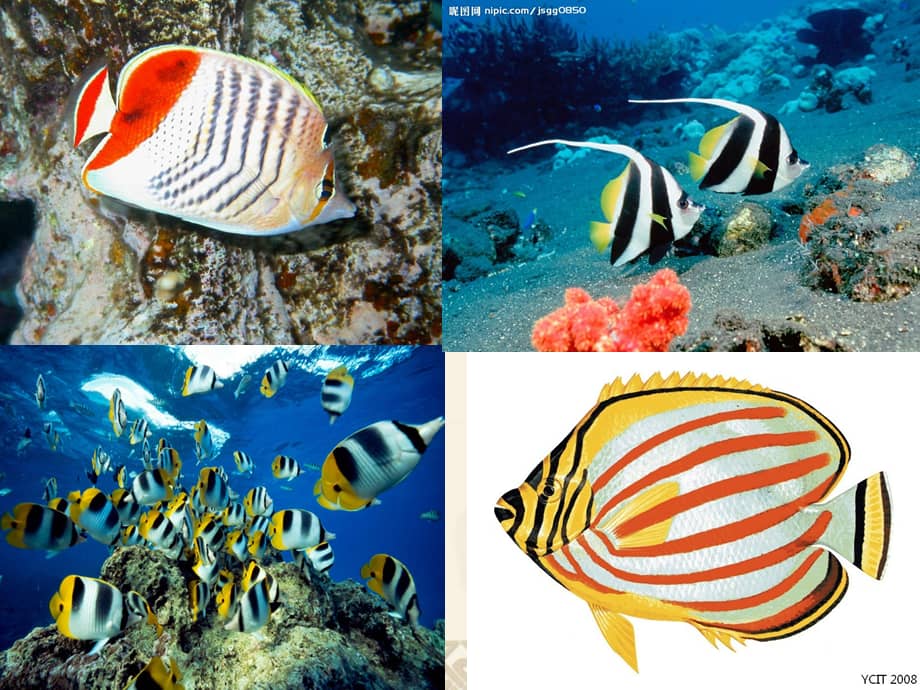 大班绘画奇妙的海底世界幼儿园ppt课件ppt