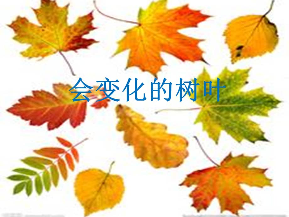 新城家园幼儿园中班科学会变化的树叶ppt课件ppt