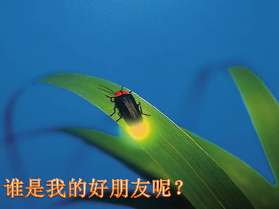 幼儿园故事小班语言萤火虫找朋友ppt课件pptx