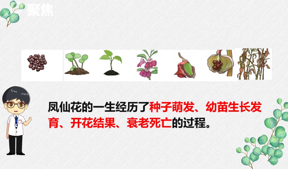 20212022新教科版四年级科学下册18凤仙花的一生课件pptx