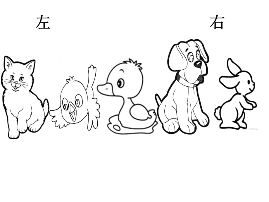 机关幼儿园《中班科学:小动物排队》ppt课件.ppt