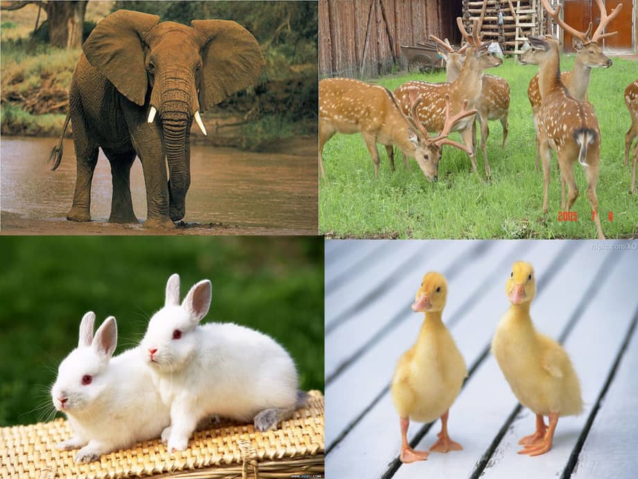 机关幼儿园《小班科学:有趣的动物》ppt课件.ppt_第1页