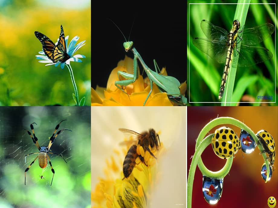 中班科学有趣的昆虫幼儿园ppt课件0001ppt