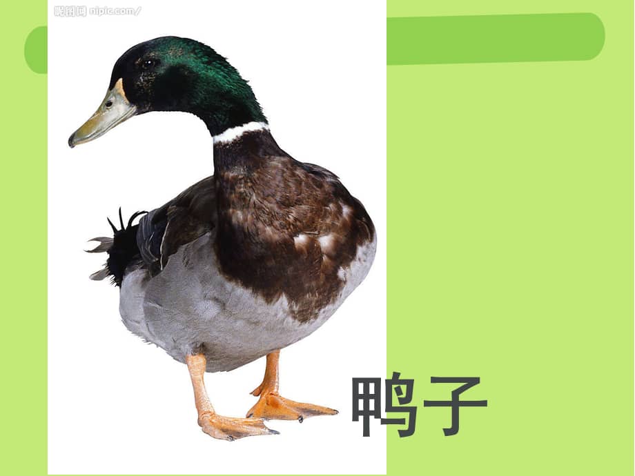 机关幼儿园大班科学教宝宝认识动物ppt课件ppt